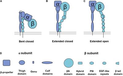 Above the Matrix: Functional Roles for Apically Localized Integrins